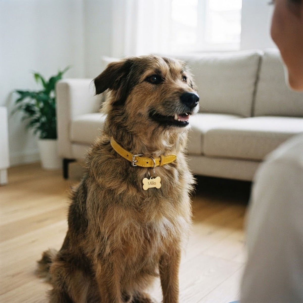 Chien portant un collier jaune et une médaille en forme d'os gravée au nom de Milo